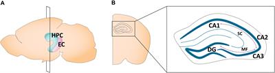 Sex Differences in the Development of the Rodent Corticolimbic System